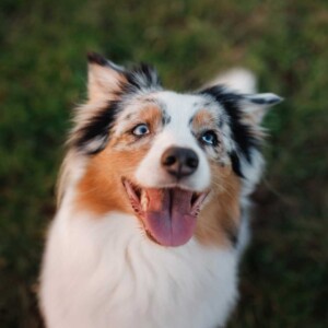 Australian shepherd